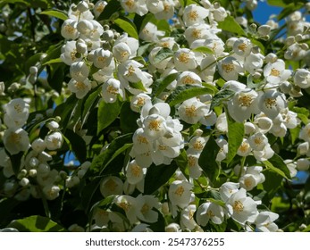 Close-up shot of bowl-shaped white flowers with prominent yellow stamens of the Sweet mock orange or English dogwood (Philadelphus coronarius) in sunlight - Powered by Shutterstock