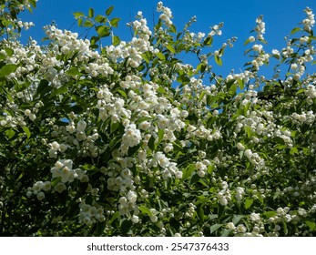 Close-up shot of bowl-shaped white flowers with prominent yellow stamens of the Sweet mock orange or English dogwood (Philadelphus coronarius) in sunlight - Powered by Shutterstock