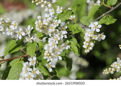 Close-up shot of a branch with multiple white flowers.