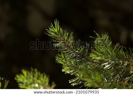 A closeup shot of a branch of a pinetree in a forest