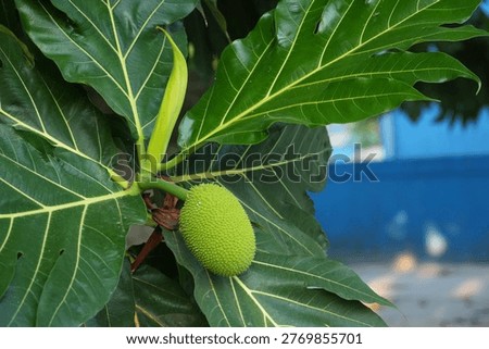 A close-up shot of a breadfruit tree branch showcasing its large, vibrant green leaves, a young spiky breadfruit, and an emerging bud against a blurred blue background.