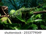 A closeup shot of a bright green python wrapping around a tree
