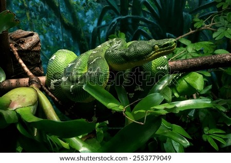 A closeup shot of a bright green python wrapping around a tree