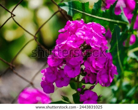 A close-up shot of bright pink flowers blooming amidst lush green foliage, showcasing the vibrancy and life of nature.