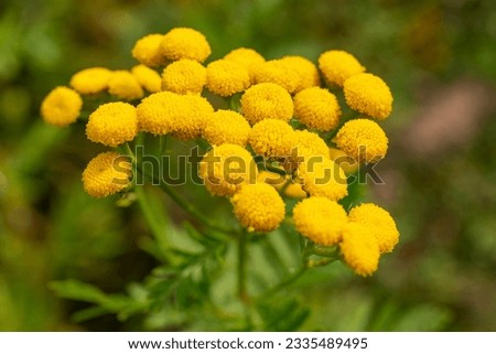 Close-up shot of the bright yellow blossoms of common tansy (Tanacetum vulgare) in full bloom