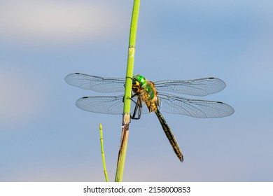 A closeup shot of a brilliant male Emerald dragonfly resting on a water horsetail