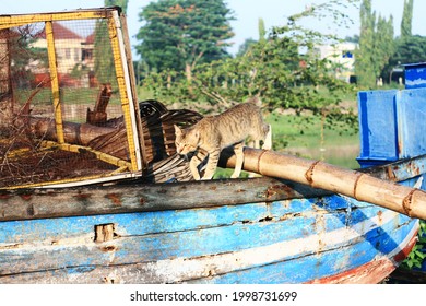 A Closeup Shot Of A Broken Wooden Boar With Rusty Equipment