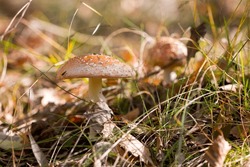 A Close-up Shot Of A Brown Amanita Mushroom Grown In The Forest In Autumn