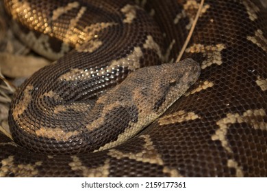 A Closeup Shot Of A Brown Boidae Snake