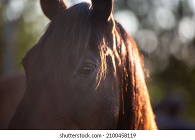 A Closeup Shot Of A Brown Horse Face