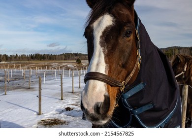 A closeup shot of brown horse with horse rug looking at camera