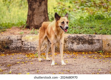 パリアいぬ の画像 写真素材 ベクター画像 Shutterstock