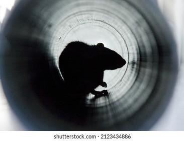 A closeup shot of a brown rat in a water pipe