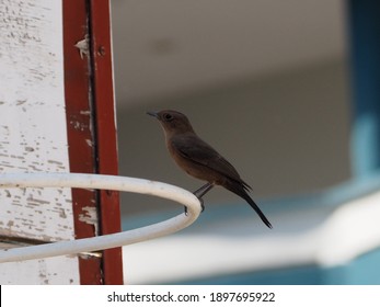 A Closeup Shot Of A Brown Rock Chat B