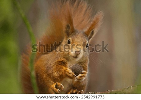 Similar – Image, Stock Photo Eating squirrel in a tree