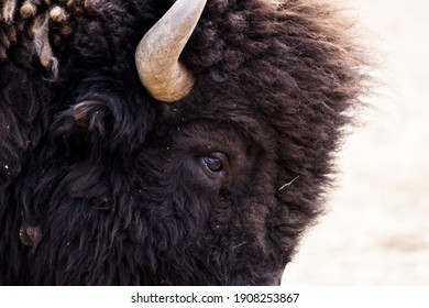 A Closeup Shot Of Brown Steppe Bison