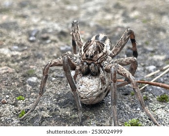 A closeup shot of a brown tarantula spider crawling on a rock - Powered by Shutterstock