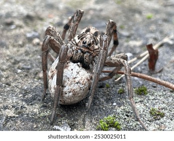 A closeup shot of a brown tarantula spider crawling on a rock - Powered by Shutterstock