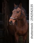 A closeup shot of a brown Thoroughbred horse in the entrance of a stable with handmade halter