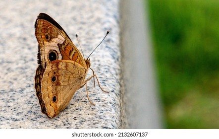 A closeup shot of a buckeye butterfly on a stone surface