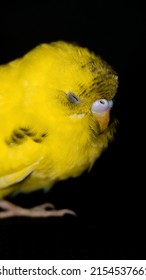 closeup shot of a budgie or budgerigar parrot with fluffy yellow feathers sleeping while standing isolated in a dark black background at night 