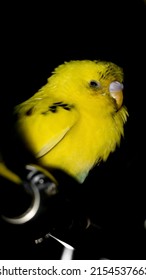 closeup shot of a budgie or budgerigar parrot with fluffy yellow feathers standing on a steel bar and feeling sleepy isolated a dark black background at night