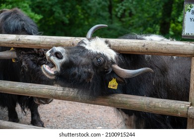 A Closeup Shot Of A Buffalo With A Head Stuck In The Wooden Fence