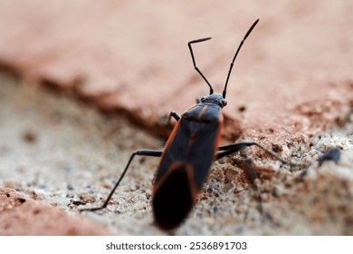 A closeup shot of a bug crawling on a surface