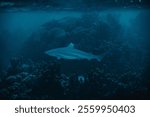 A closeup shot of a bull shark species of requiem shark swimming under the water