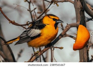 A closeup shot of a Bullock's oriole bird perched on a branch
