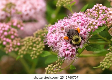 A closeup shot of a bumble bee pollinating pink flowers - Powered by Shutterstock