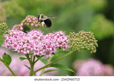 A closeup shot of a bumble bee pollinating pink flowers - Powered by Shutterstock