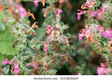 A closeup shot of a bumblebee pollinating pink flowers - Powered by Shutterstock