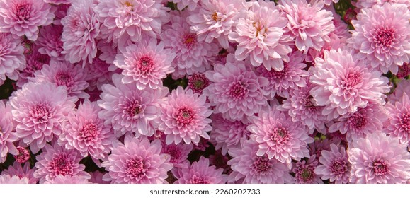 Close-up shot of a bunch of pink chrysanthemums, Chrysanthemum flower pattern in a flower garden Clusters of pink chrysanthemums.
