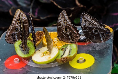 A closeup shot of butterflies feeding on sliced fruits on a plate - Powered by Shutterstock