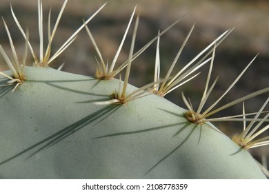 A close-up shot of cactus spines during the day
