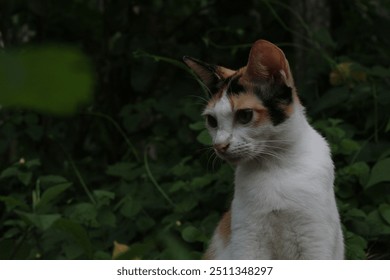 A close-up shot of a calico cat's face, highlighting its bright green eyes. - Powered by Shutterstock