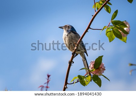 Similar – Eichelhäher im Baum Natur