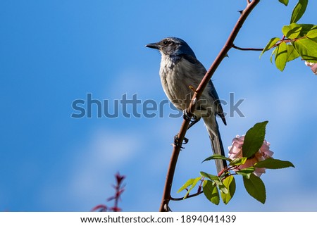 Similar – Eichelhäher im Baum Natur