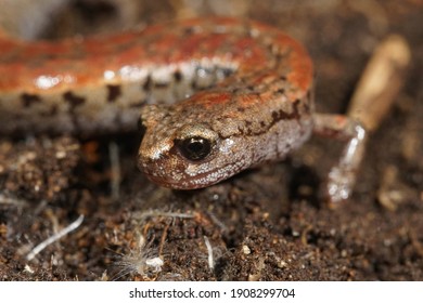 A closeup shot of a California slender salamander on the forest ground
