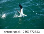 A closeup shot of a Cape gannet (Morus capensis) taking off. Mossel Bay