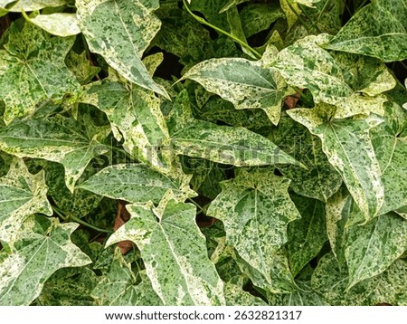 A close-up shot captures a dense cluster of variegated ivy leaves, likely Hedera helix 'Luzii' or a similar cultivar. The leaves display an intricate pattern of light green and creamy white variegatio