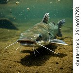 A close-up shot captures a single Channel Catfish (Ictalurus punctatus) swimming in murky, greenish-brown water