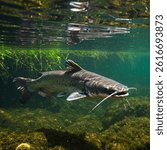 A close-up shot captures a single Channel Catfish (Ictalurus punctatus) swimming in murky, greenish-brown water