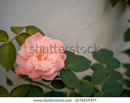 A close-up shot captures a single, delicate, light pink rose in full bloom. The flower is positioned on the left, with its petals and soft tones highlighted against a blurry, light-colored wall