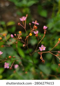 ​A close-up shot captures the thin, delicate stems of Talinum paniculatum, commonly known as Fameflower or Jewels of Opar. Bright yellow and orange rounded flower buds scatter alongside tiny, star-shaped pink blossoms, all set against a softly blurred backdrop of lush green foliage.