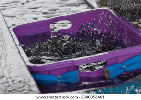 A close-up shot captures water dynamically splashing into a vibrant purple plastic crate, creating ripples and drops. The crate appears to be part of a larger setup, possibly for aquaculture or fishing, with a blue net element visible. This active scene conveys concepts of freshness, cleaning, and industrial processes, suitable for advertising related to seafood, water management, or agricultural technology.