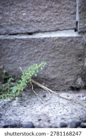 A close-up shot capturing the contrast between organic life and urban grit. This image shows a resilient green plant sprout growing through a wall crack, perfect for concepts of hope, strength, and nature reclaiming industrial spaces.