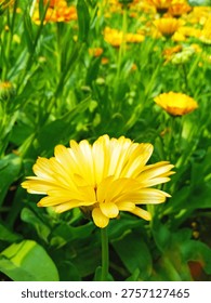 Close-up shot capturing a specific cluster of yellow calendula flowers within a field setting, showing their intricate petal details and varied heights