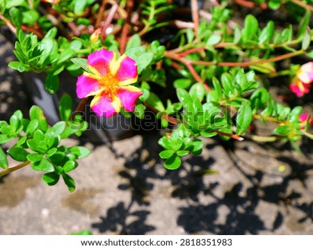 a close-up shot capturing a vibrant bi-color pink and yellow Portulaca aka moss rose japanese rose flower blooming among fleshy green succulent leaves in bright sunlight.